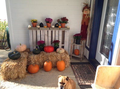 Here is my front porch display, complete with a Milo photo bomb. 