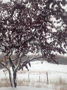 Snow covered plum tree