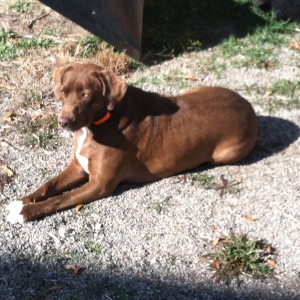 Roxie basking in the fall sun.
