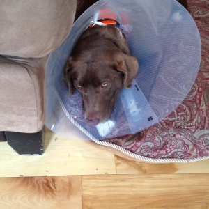 Roxie and her cone of shame